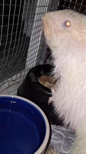 Nicole is a baby albino groundhog aka woodchuck aka whistle pig. She was found clinging to some floating debris in a drainage ditch after a massive storm. The finders walked the edge of the ditch and surrounding fields looking for her den, or any other family members that may have survived the flood....but sadly, no signs were found whatsoever. Nicole has some medical issues that sometimes presents with the albinism situation. She has vision issues, dental issues, and she's small for her age. Sh