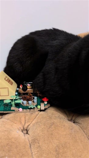 cats are something else