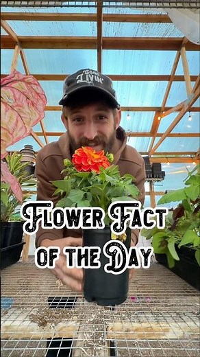 Flower Fact of the Day : Dahlia