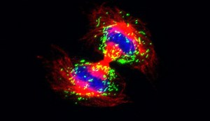 A Role for Peroxisomes in Stem Cell Fate | Cell And Molecular Biology