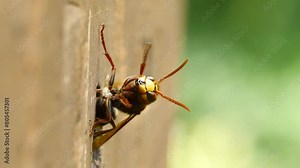 The venomous Japanese hornet is one of the largest wasp species in the world. They are dangerous animals because of their deadly venom.