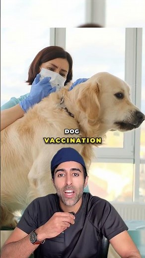 Why a Tiny Bat Bite Can Be Deadly