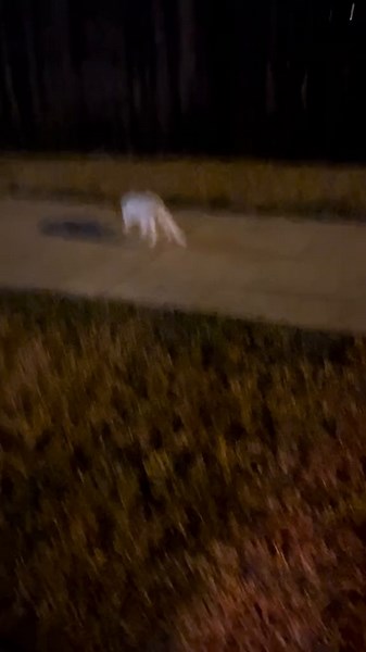 Brandon Joseph (@brandon.joseph2)’s video of cat bathing bags