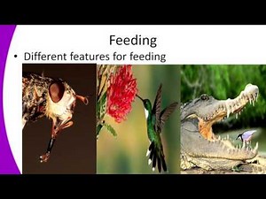 Form1 Biology Lesson 3 External Features Of Plants And Animals