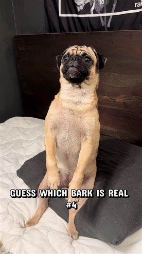 Guess Which Pug Bark is Real!