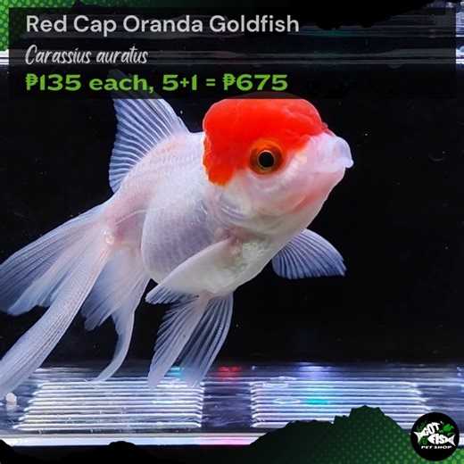 RED CAP ORANDA | Got Fish