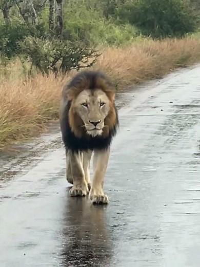 The king of the jungle