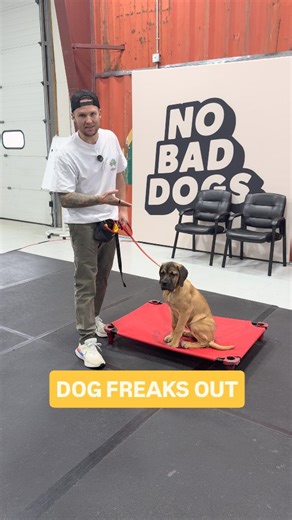 This is how you stop your dog from freaking out when guests come over. Follow me for more dog training tips 🐶 #dogtraining #dogbehavior #placetraining #dogobedience #tomdavis | Tom Davis Dog Training