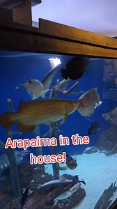 85K views · 1K reactions | close to 30" arapaima growing out! #arapaima #fish #aquarium #pond #reels | Ohio Fish Rescue | Facebook