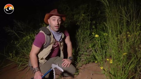 How Small Is the World's Tiniest Chameleon?