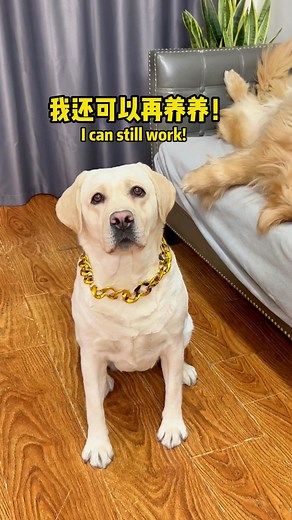 1K views | 文化狗狗有多心机… Cultural dogs are so scheming…#搞笑汪驾到#萌寵#寵物#搞笑#拉布拉多 #doglover #Labrador #labrado #dog #pets | Jekky The Dog | Facebook