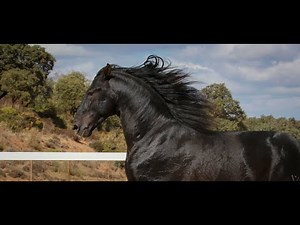 Andalusian black horse for sale