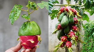 441K views · 2.2K reactions | Tips from the US and Europe Growing Papaya and Dragon Fruit Without a Large Yard | H&H Gardening World | Facebook