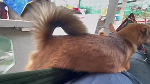 318K views · 10K reactions | Trời Phật Phù Hộ Cho Con Tìm Được Con Mâu Con Xin Cúng Cặp Vịt - Nó Đã Về Nhưng Không Được Ăn Vịt | Tâm Chó Cỏ | Facebook