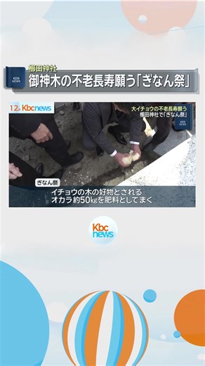 櫛田神社「ぎなん祭り」御神木の大イチョウ 長寿と繁栄願う◆福岡市の櫛田神社で、ご神木のイチョウの木の不老長寿を願う春の恒例神事「ぎなん祭」が行われました。 #tiktokでニュース #KBC #博多 #福岡市 #福岡