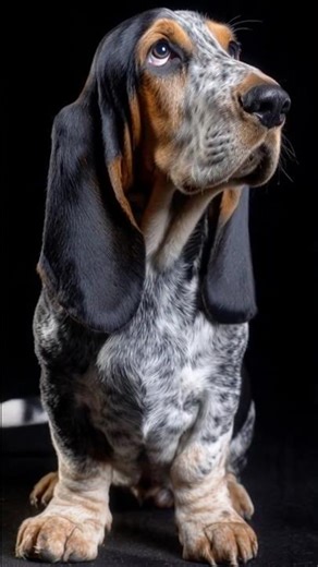 Top 5 Calmest Dog Breeds!