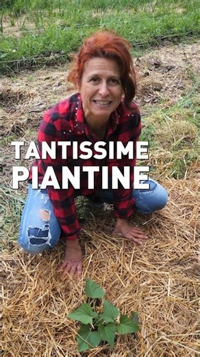 Come coltivare la PATATA AMERICANA (batata)