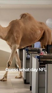 GEICO’s “Hump Day” Camel Returns for the NFL Kickoff