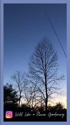 American Woodcock Sky Dance and Sounds