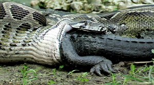 Python eats Alligator | TV Network