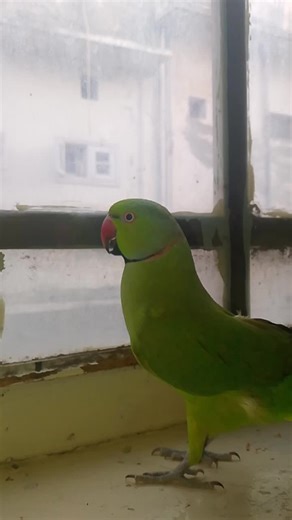 Talking Parrot Tricks and Tips