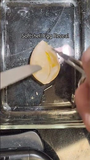 Why Do Chickens Lay Shell-Less Eggs? (And What It Means) #softshellegg#egg#chicken