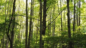 Forest, Walk, Hike. Free Stock Video