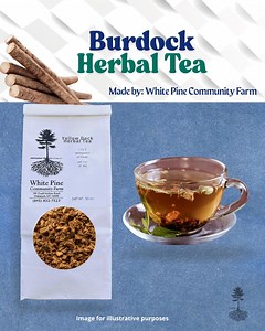Burdock Herbal Tea // Arctium - Etsy Australia