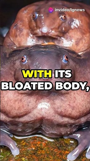 🐸 Meet the Purple Frog A Dinosaur-Era Living Fossil! 🌍