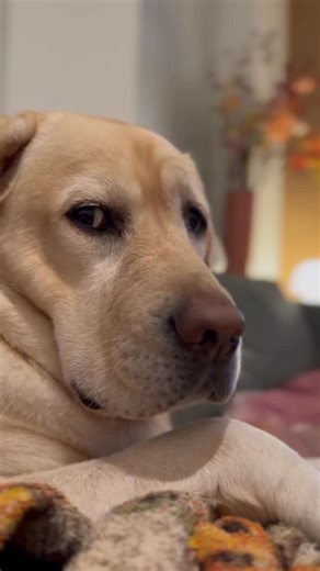 N a n a & S a a r t j e ♛ on Instagram: "Too close for comfort? #labradicious #labrador_retrievervideos #labs_of_insta #talesofalab #yellowlabsquad"