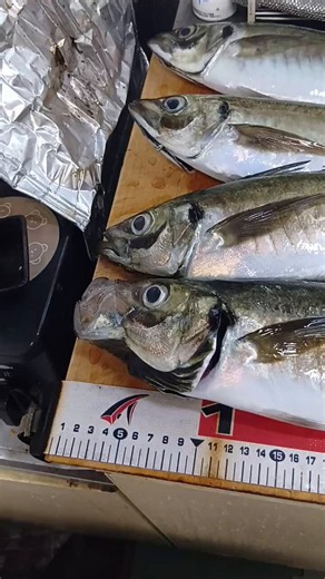 最大48cm。乗合船でバチコン夜アジは２度目。釣れすぎて途中で止めた😂オモリ40号胴突仕掛けでダイレクトなやり取り楽しすぎる。デカいの掛かると締め込んだドラグ鳴る。水深50mの底近くからどんどんタナが上がり、最後はライトに集まったベイト目掛けて水面直下で食い、完全に釣り堀状態！🤣🤣🤣