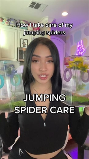 How I take care of my jumping spiders! Hope thos video was helpful for anyone thinking about purchasing one🕷❤️ #jumpingspider #foryou #fy #fyp #MickeyFriendsStayTrue