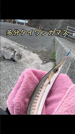 マイクロジグでカマス釣り