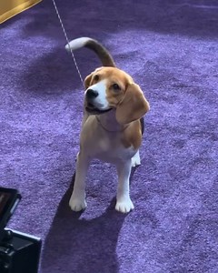 73K views · 620 reactions | Check out the best behind-the-scenes moments from the 2022 Westminster Dog Show promo shoot. We cannot wait to show you the full promo shoot in 2022! FOX Sports  | Westminster Kennel Club Dog Show | Facebook