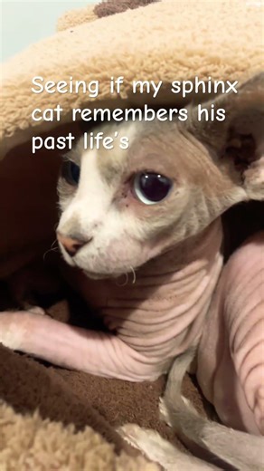 Egyptian Cat Trend #cat #trending #viral