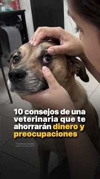 10 Tips From a Veterinarian That Will Save You Money and Worry