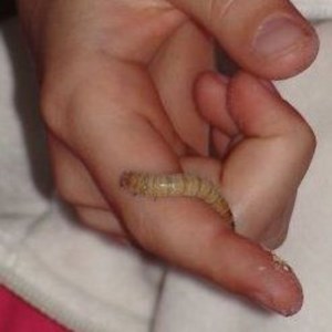 Insects and Spiders Hands-on Lesson Plan for Elementary Ages