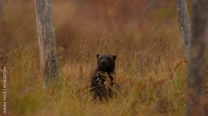 Wolverine running around lake. Wolverine in Finland taiga. Wildlife scene from nature. Rare animal from north of Europe. Wolverine sunset. Wolverine running in autumn golden grass.