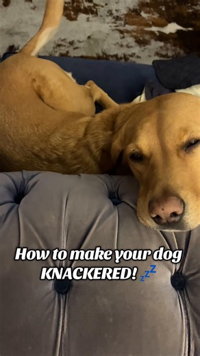 How to help your dog settle! 😴 Correct exsercise is SO important to the mental and physical well being of our dogs. Dogs don’t just “misbehave” there is ALWAYS a reason for the behaviours they display. #walks #dogswimming