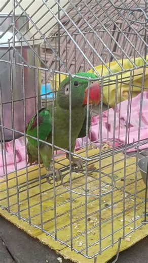 me too #parrot #ekmotahathighumechala #birds