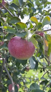 Paula Red 🍎 August 23, 2026