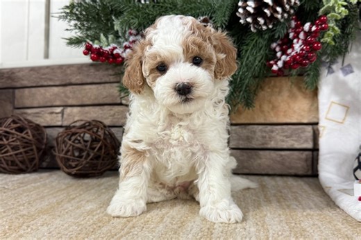 Hillary - Havapoo Puppy 3E1745