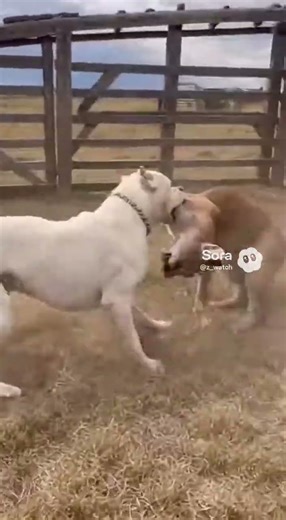 Dogo Argentino Attacks Puma Sneaking Around Cattle Field 🐕🐆 #viral #shortvideo
