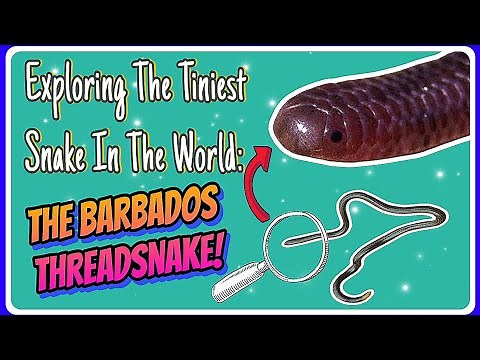 Barbados Threadsnake: Description, Diet & Conservation ~Ellie Snake Lady~