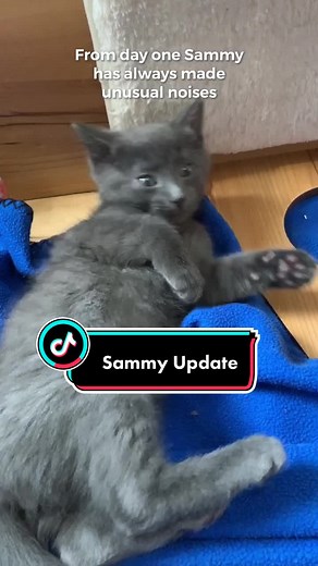 Caring for Cats with Laryngeal Paralysis | Sammy's Journey