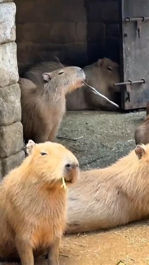 Capybara 🦫 The Calmest Survivor in the Wild