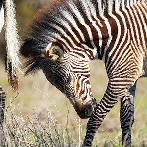 22K views · 852 reactions | You needed to see some Grevy's zebra foals today didn't you? Yeah we thought so. 煉煉 | Fossil Rim Wildlife Center | Facebook