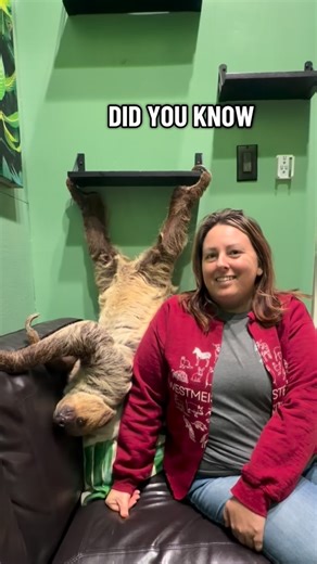 Happy fun fact Friday!! We can’t wait to share lots of facts about Eleanor and her amazing species! #westmeisterfarm #bestdayever #sloth #twotoedsloth #funfact | Westmeister Farm Animal Encounters