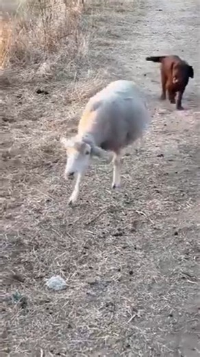 Pet Lover on Instagram: "Labrador Dogs vs Sheep When you put Labradors and sheep in the same sentence, most people think "hunting dog meets livestock." But their historical and biological connection is actually much weirder and more impressive than that. Here are 5 mind-blowing facts about Labradors and sheep: 1. The "Wool-Like" Water-Repellent Coat Labradors have a "double coat" that is biologically closer to a sheep’s wool than a typical dog’s fur. Their undercoat is thick, soft, and packed wi