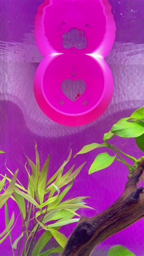 ✨ 💖 🦐 💖 ✨ 💖 🦐 💖 ✨ 💖 🦐 💖 ✨ #bettafish #betta #freshwatershrimp #fishtok #shrimptok #fyp